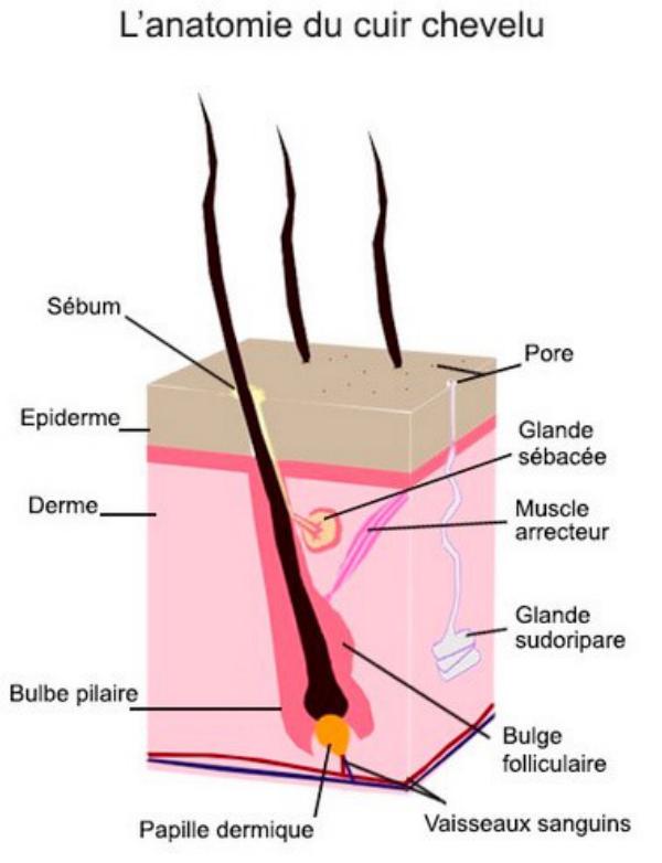 schéma du cheveu et du bulbe  schéma du cheveu et du bulbe